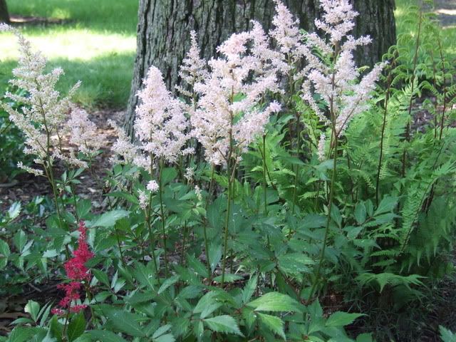 astilbe under oak 2009